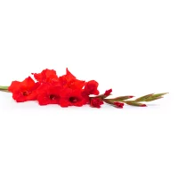 Gladiola